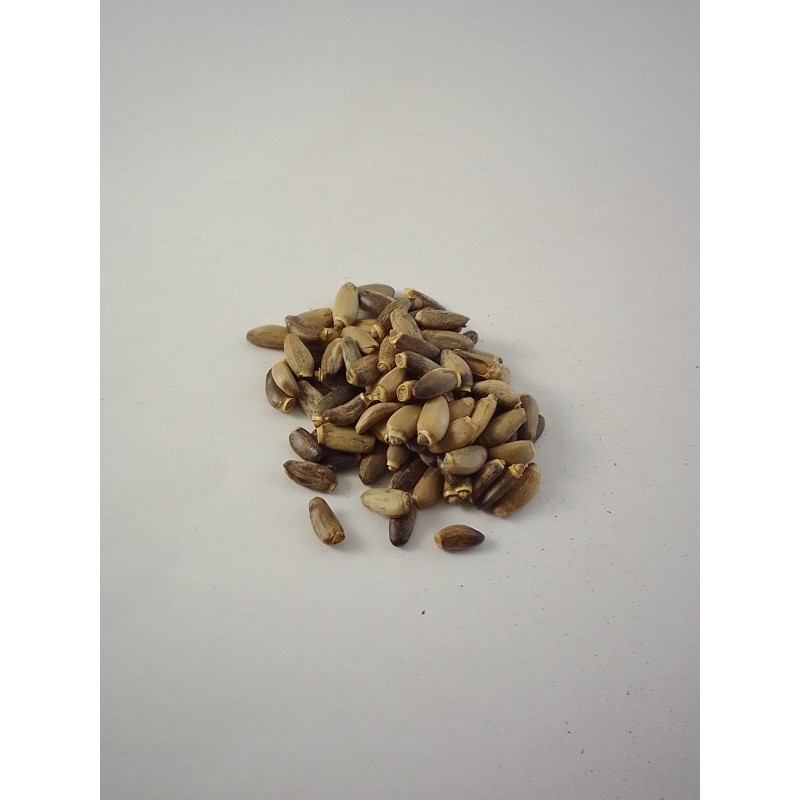 Cardo Mariano semilla